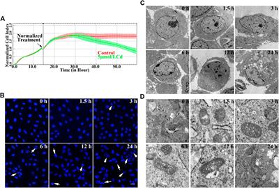 Gap Junction Intercellular Communication Negatively Regulates Cadmium-Induced Autophagy and Inhibition of Autophagic Flux in Buffalo Rat Liver 3A Cells